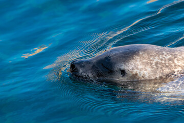 Fototapeta premium Sea lion seal swimming in an aquarium in cold waters