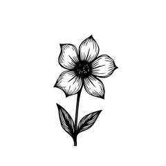 Elegant floral botanical drawing with detailed petal and leaf structures illustration