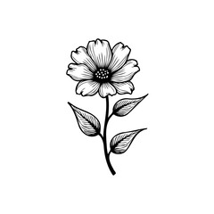 Elegant hand-drawn wildflower illustration featuring intricate linework and delicate botanical details