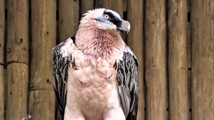 Experience the Majestic Griffin Vulture Showcasing Its Unique and Striking Features Today