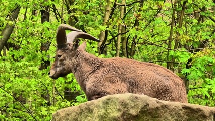 A Mountain Goat is Resting on a Rock while Surrounded by Beautiful and Lush Greenery
