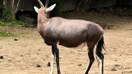 The Bongo Antelope thrives in its habitat, grazing and observing its surroundings