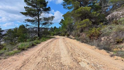 A Beautiful Scenic Dirt Road That Winds Through Pine Trees, Perfect for Nature Lovers