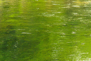緑の木々を映す川の流れ20