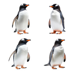 Fototapeta premium Four Different Poses of Gentoo Penguin on Transparent Background