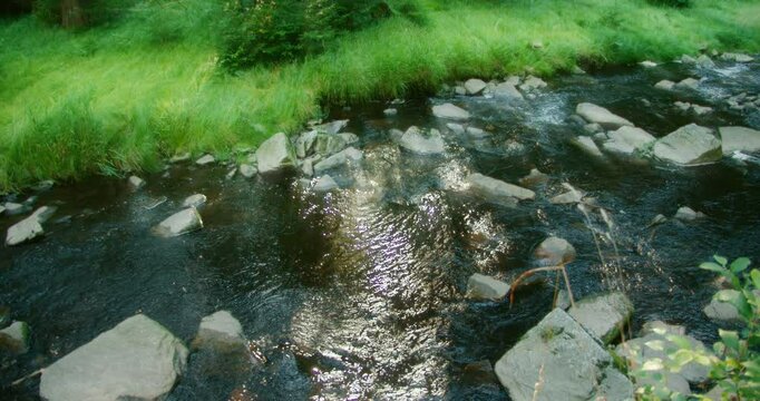 Sunlight streams through tall trees in a dense forest, illuminating a patch of grass and casting soft light near a small creek, creating a peaceful, natural scene.