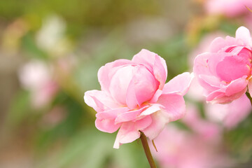 優しいピンクの薔薇