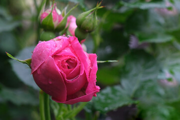赤い薔薇の花