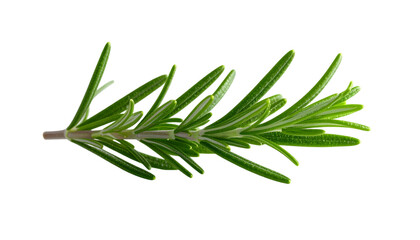 Rosemary sprig on Transparent Background