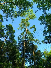 Blue Sky Framed by Lush Green Tree Canopy. Upward view of blue sky with white clouds framed by green tree silhouettes creating a natural canopy window.