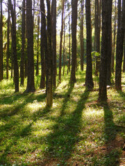 Grassy path in the forest.
