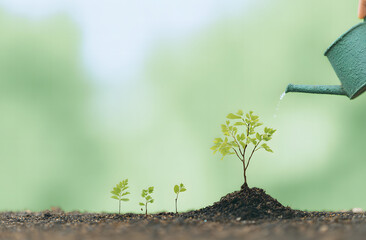 Gardener watering a young plant in a green outdoor setting during daylight hours