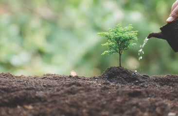 Gardener watering a young plant in a green outdoor setting during daylight hours
