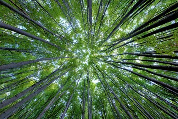 Forest Canopy Upward View