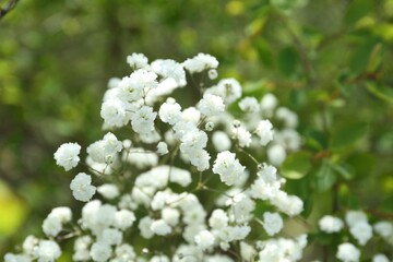 Beautiful white gypsophila flowers growing outdoors, closeup