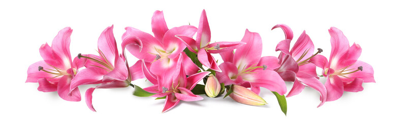 Obraz premium Beautiful pink lily flowers on white background