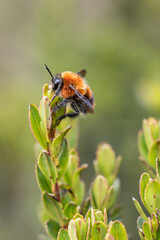 Macro photograph of a bumblebee perched on green leaves during pollination