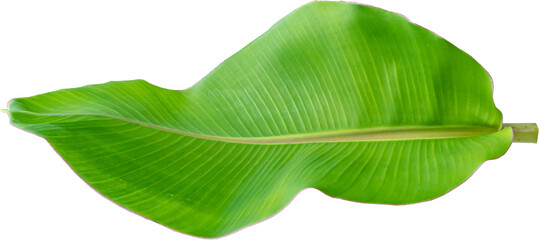 Obraz premium Banana leaf with transparent background, PNG
