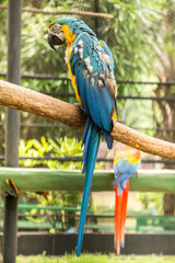 Blue-and-yellow Macaw Perched on a Branch – Tropical Wildlife Photography / Ara ararauna in captivity – Blue-and-yellow macaw photographed in a conservation environment