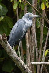 Garza Azul