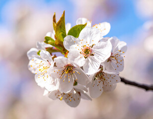 Obraz premium Beautiful cherry tree blossoms with tender white flowers create stunning spring display against clear blue sky