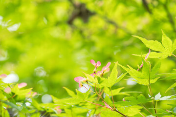 モミジの実　ピンク色に色づいた翼果03