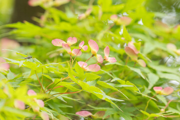 モミジの実　ピンク色に色づいた翼果06