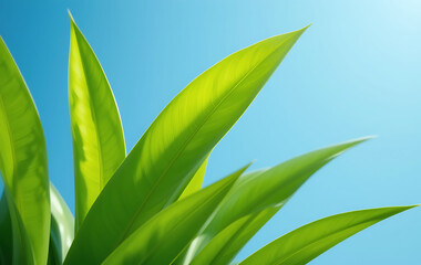 Obraz premium Vibrant Green Leaves Close-Up – Fresh Tropical Foliage with Sunlight Glow