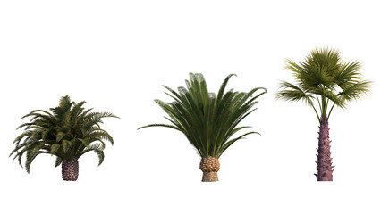 Obraz premium set of trees isolated on transparant background. 3d rendering