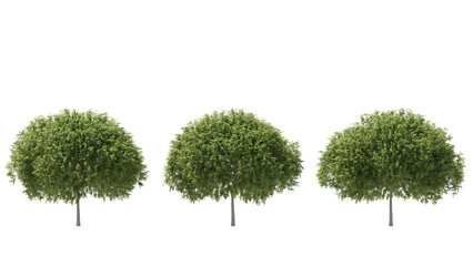 Staghorn Sumac Tree isolated on transparant background. 3d illustration