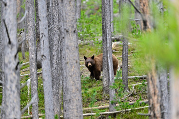 A brown-colored Black Bear strolling through the woods at Yellowstone National Park