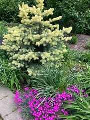 Golden Spring Colorado Spruce and flowers in the garden