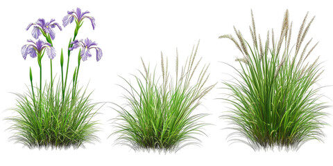 Set Of Liberta Formosa Chil isolated on a transparent background. High quality PNG, commercial use.