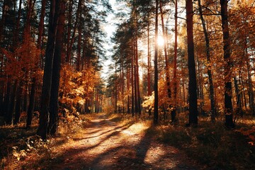 Obraz premium Autumn Forest Path Sunlight