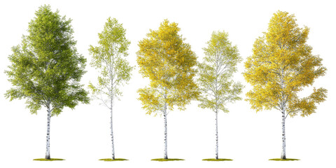 Set Of Quaking Aspen Populu isolated on a transparent background. High quality PNG, commercial use.