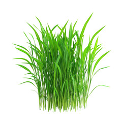 Young Oat Grass For Calves Bright Green And Tender Sho isolated on a transparent background. High quality PNG, commercial use.