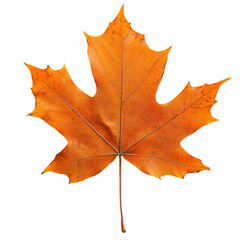 Obraz premium a single leaf is shown on a white background