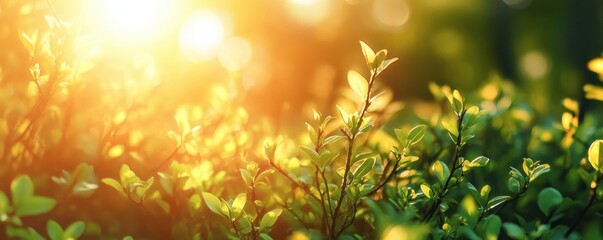 Obraz premium Close-up of green leaves and branches bathed in warm golden sunlight creating a serene and peaceful morning atmosphere