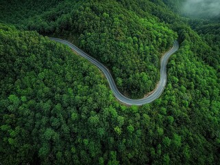 A winding road cutting through dense green forest on a foggy day, showcasing nature's lush canopy and a serpentine path through the trees