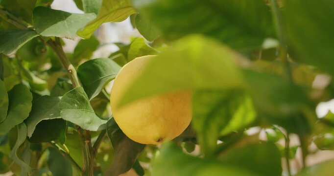 Ripe yellow lemon on a leafy tree branch in sunlight during summer day in Amalfi