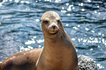 Obraz premium Sea lion posing and asking for food...