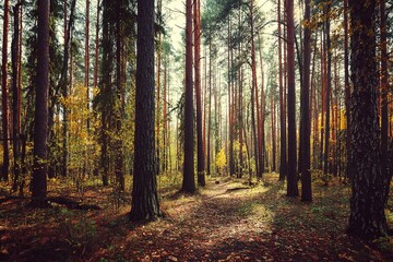 Obraz premium Autumn Forest Pathway Sunlight