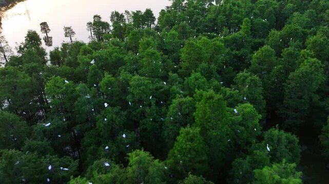 white heron in the forest