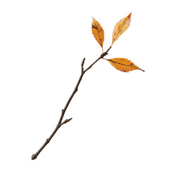 a branch with a single leaf on it