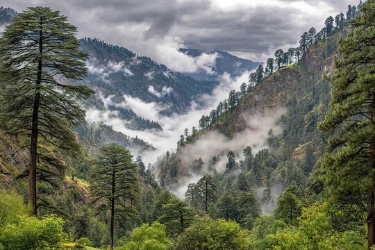 Misty Mountain Valley With Pine Trees