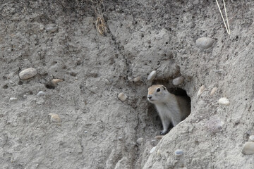 Fototapeta premium a ground squirrel sits in a burrow on a hillside