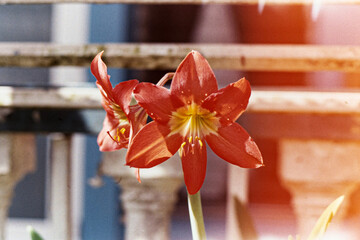 Lirios coloridos en el jardín foto tomada con una cámara análoga