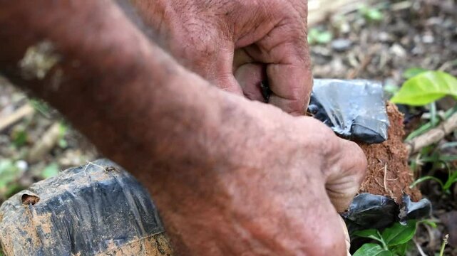 Lose-up of a coffee plant root ball ready to be placed into the ground