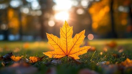 Golden autumn leaf in the grass bathed in sunlight.