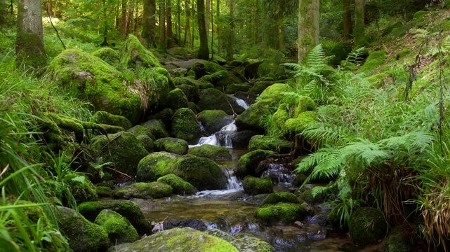 Ein idyllisches Waldb&auml;chlein windet sich durch moosbedeckte Felsen und Farne.